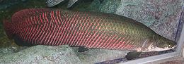 Live Arapaima fish