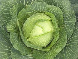 Live Head of Cabbage