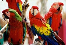 Macaws