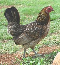 Jungle Hen