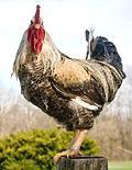 Vieille poule