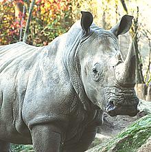 Live Rhino