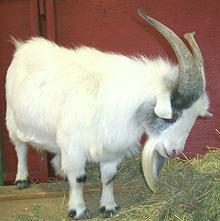 Live White Goat