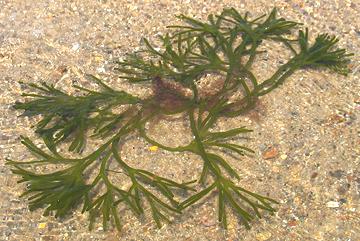 Sponge Seaweed in Water