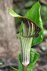 Jack-in-the-Pulpit Flower and Leaf