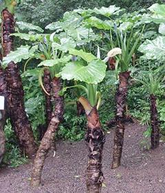 Giant Trunk Taro Plants