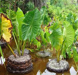 Giant Swamp Taro Plants