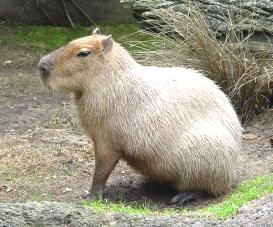 Live Capybara