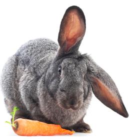 Cute Rabbit with Carrot