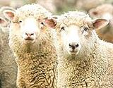 Two Live Sheep