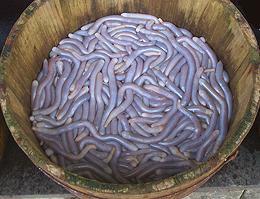 Tub of Live Worms