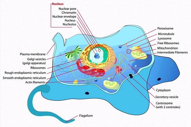 Animal Eukaryote Cell Structure
