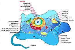 Animal Eukariot Cell