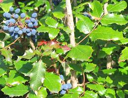 Oregon Grape Shrub w/Fruit