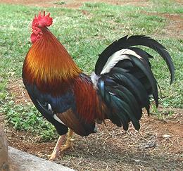 Live Jungle Rooster