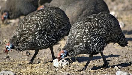 Two Guineafowl in Namibia