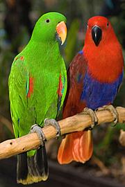 Green and Red Parrots