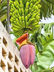 Bunch of Bananas with Male Flower
