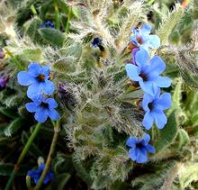 Alkanet Plant with Flowers