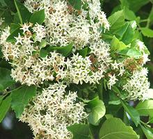 Anacua Flower clusters