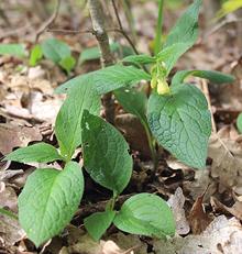 Tuberous Comfrey Plants with Flowers