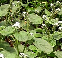Flowering European Heliotrope Plant
