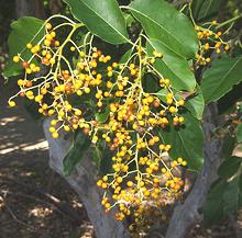 Koda Fruit Cluster