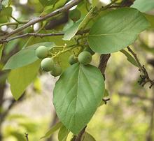 Fragrant Manjack Leaves, Fruit