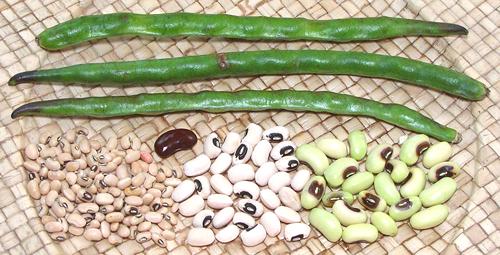 Fresh Pods, Fresh and Dried Black Eyed Beans