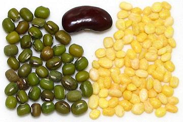 mung beans bean green mungo gram dal whole lu moong dau viet lit xanh maash dou golden china india english