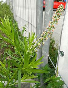 Blooming Caylusea Plant