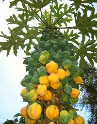 Tree with Mountain Papaya Fruit