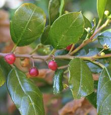 Shiny-Leaf Buckthorn Twig with Leaves and Berries