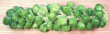 Long Stem of Brussels Sprouts
