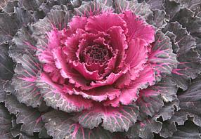 Decorative Pink Cabbage