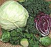 Cabbage Greens