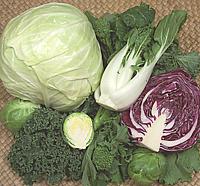 Various Cabbages