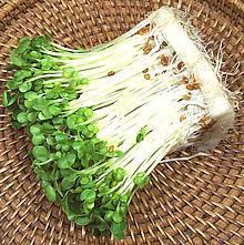 Radish Sprouts