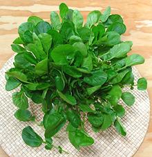 Cluster of Leafy Upland Cress