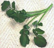 Watercress Stems and Leaves