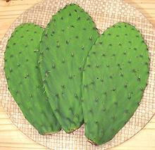 Cactus pads