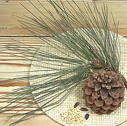 Pine Cone, needles & Seeds