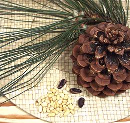 Pine Cone, Needles, Seeds