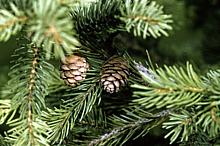 Live Red Spruce with Cones