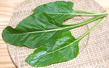 Perpetual Spinach Leaves on Stems