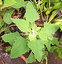 Growing White Goosefoot Plant