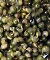 Tonburi Seeds