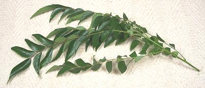 Curry Leaf Stems with Leaves