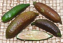 Finger Limes, whole and cut
