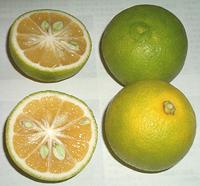 Whole and Cut Kabosu Fruit
